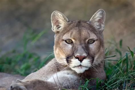 Interesting Facts About Cougars The Fourth Largest Cat In The World