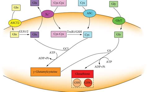 Unraveling The Potential Role Of Glutathione In Multiple Forms Of Cell