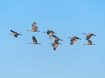 Where Do Sandhill Cranes Live? (Habitat + Distribution) | Birdfact