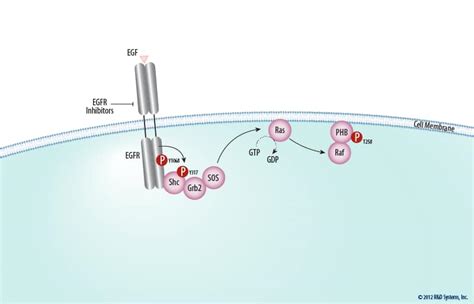 The Erk Signal Transduction Pathway Bio Techne