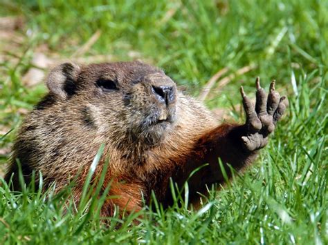 Groundhog Repellent: How To Get Rid Of Groundhogs