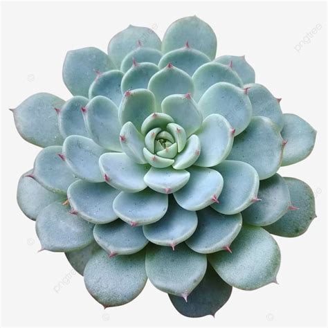 Blue Minima Succulent Plant With Flowery Petals Succulent Cactus