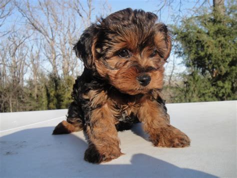 Schnauzer Yorkie Poodle Mix