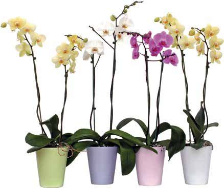 Orhideja Phalaenopsis kom Plodine Akcija Njuškalo katalozi