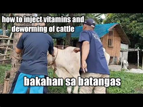 CATTLE FARMING GANITO ANG PAG PUPURGA O DEWORMING AT PAG INJECT NG