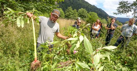 Vosges À Gérardmer et Xonrupt Longemer un plan de lutte contre les