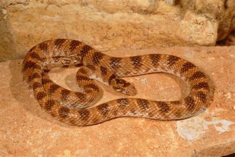 Awl Headed Snake Snakes Of Niger INaturalist