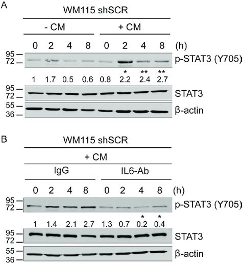 Restoration Of P Stat By The Knockdown Of S B Occurs Via Il