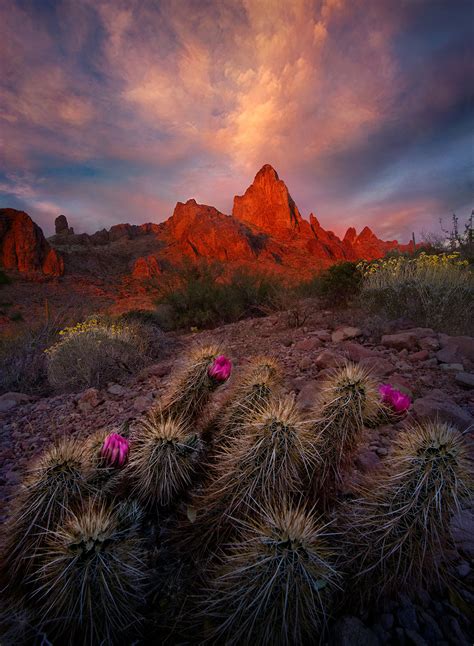 Desert Garden. (2009) | Kofa Mountains, Arizona | Marc Adamus Photography