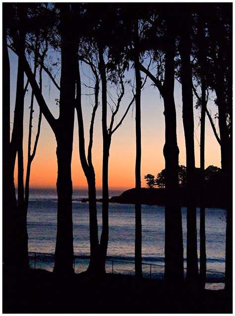 Sunset Tree - Gail Lipson Photography