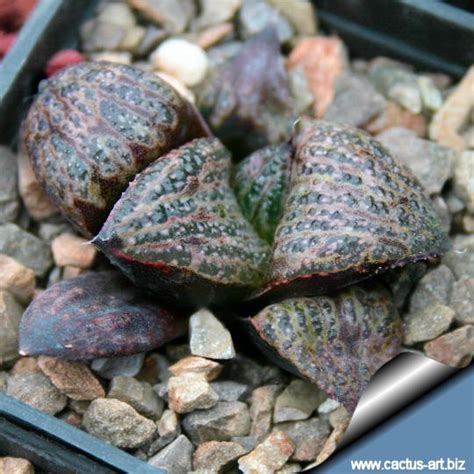 haworthia magnifica var splendens standard form west  albertina