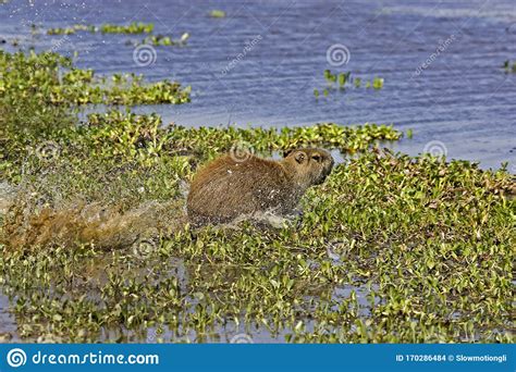 CABIAI Hydrochoerus Hydrochaeris Stock Photography CartoonDealer