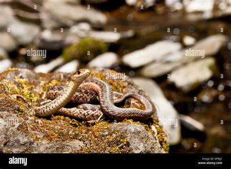 Eastern Garter Snake Stock Photo Alamy