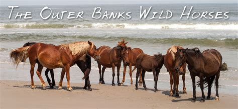 Outer Banks Wild Horses of Corolla NC