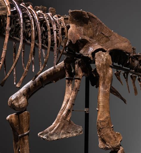 Gorgosaurus | Natural History, including Gorgosaurus | | Sotheby's