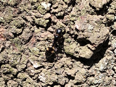 仮説社児童書生物担当荒木 on Twitter アリツアーにて初めてこんなハッキリした模様のヨツボシオオアリを見た きれいな