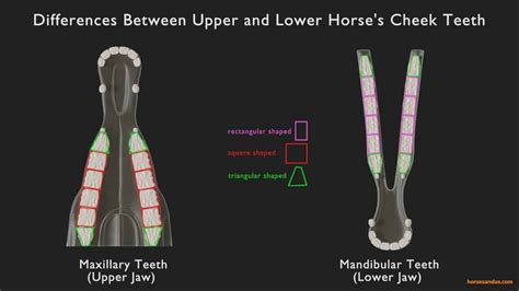 Horse Teeth Anatomy and Function [Pictures & Animations]