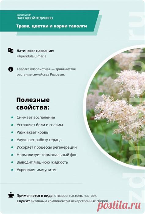 Трава, цветки и корни таволги (лабазник) | ЛЕКАРСТВЕННЫЕ РАСТЕНИЯ на Т ...