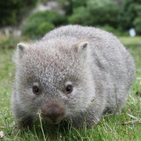 Are baby wombats accepted around here? : aww