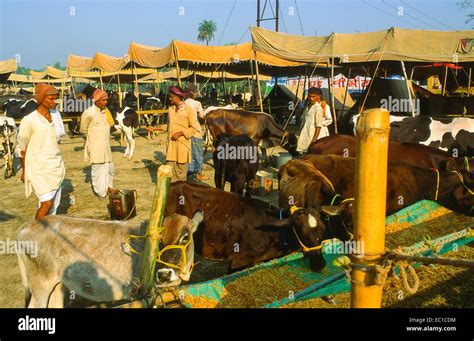 cattle at the sonpur mela in india Stock Photo - Alamy