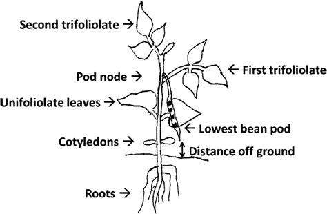 Bean Plant Diagram - General Wiring Diagram