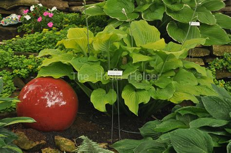 P00 Hosta 'Golden Gate' from The Hosta Helper - Presented by ...