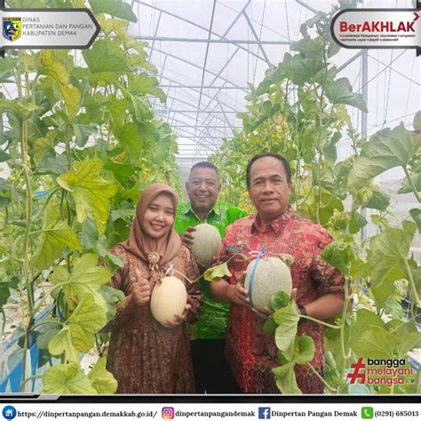 Grand Opening Petik Buah Melon Di Desa Harjowinangun Kec Dempet