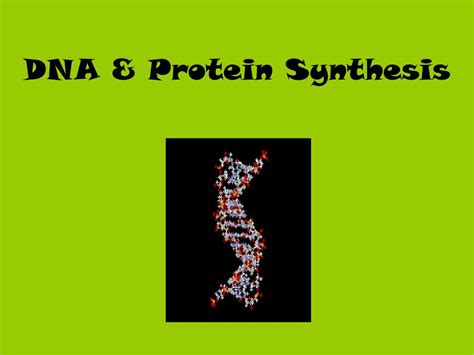 PPT - DNA & Protein Synthesis PowerPoint Presentation, free download ...