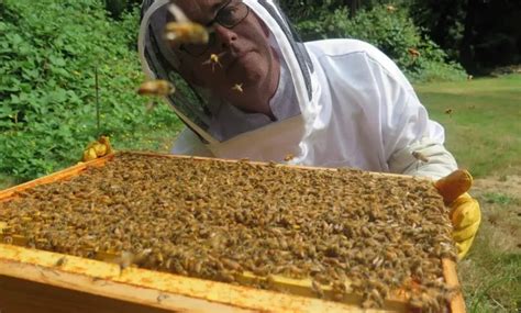 Beekeeping Meaningful Spaces