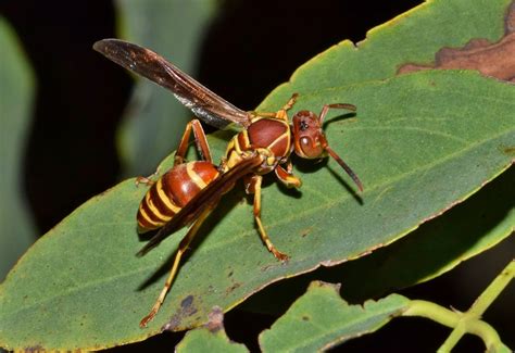 Avispas Características Reproducción Y Clasificación Colaboracion