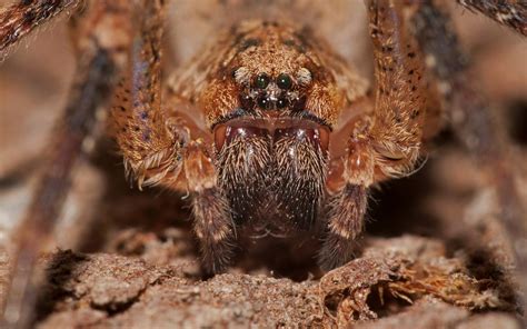 Weshalb Der Biss Der Nosferatu Spinne Zwar Giftig Aber Nicht