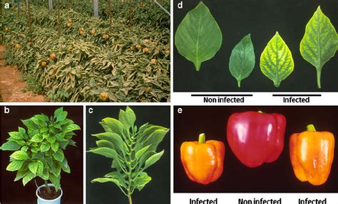 Symptoms Induced By Pepper Yellow Leaf Curl Virus Pylcv A High Download Scientific Diagram