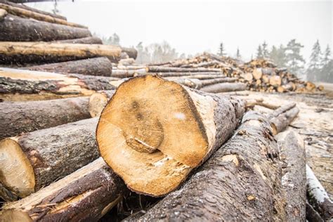 Pilha De Madeira Formando Uma Parede Problemas De Ecologia E