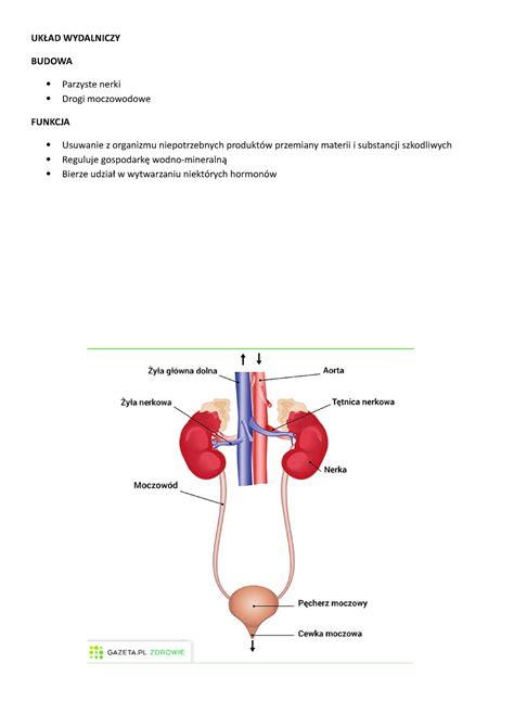 UKŁAD WYDALINICZY UKŁAD WYDALNICZY BUDOWA Parzyste nerki Drogi