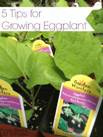 5 Tips for Growing Eggplant