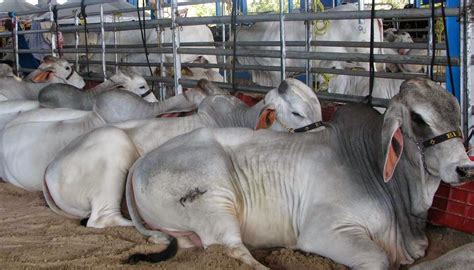 Manual De Engorda De Bovinos En Corral Agroproyectos Ganado De