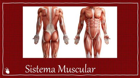 Sistema Muscular UDocz