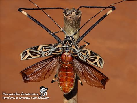 Besouro Arlequim Da Mata Acrocinus Longimanus Ceramby Flickr