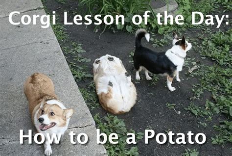 31 Funniest Corgi Jokes Puns Memes And More