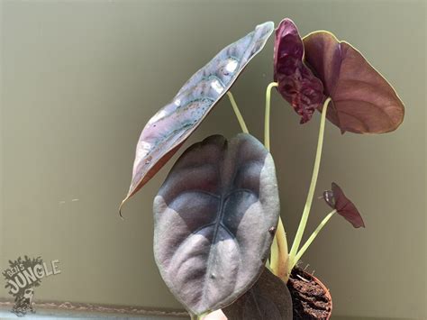 Alocasia Cuprea Red Secret