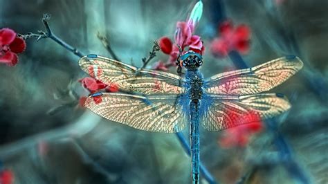 Dragonfly Art Wallpaper