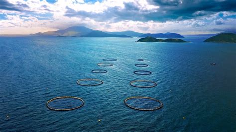 World-first for barramundi farmer Australis Aquaculture