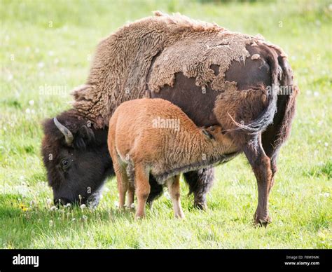 American bison, calf feeding in Lamar Valley, Yellowstone National Park ...