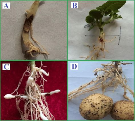 Potato Plants Naturally Infected By Rhizoctonia Stem Canker And Black