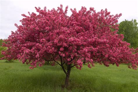 How To Choose Plant And Grow Flowering Crabapple Trees Hgtv