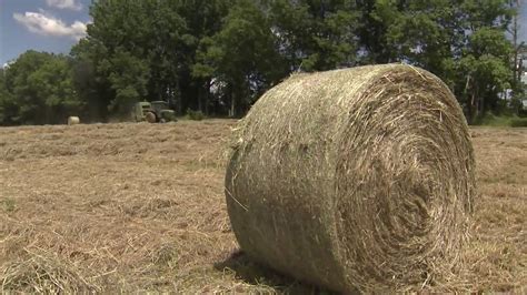 Growing Hay For The Cattle Americas Heartland Youtube