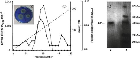 10 A Plate Assay Of Lignin Peroxidase B Elution Profile From A DEAE