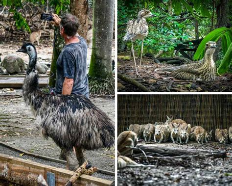 Wildlife Habitat Port Douglas - Meet The Animals of Northern Queensland