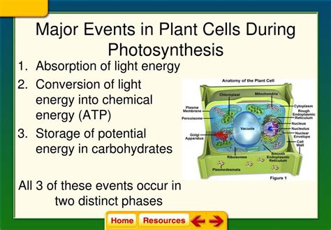 Ppt Chapter 8 Cellular Energy Powerpoint Presentation Free Download