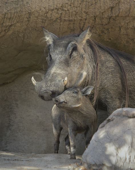 Warthog And Baby San Diego Zoo Wildlife Alliance Flickr